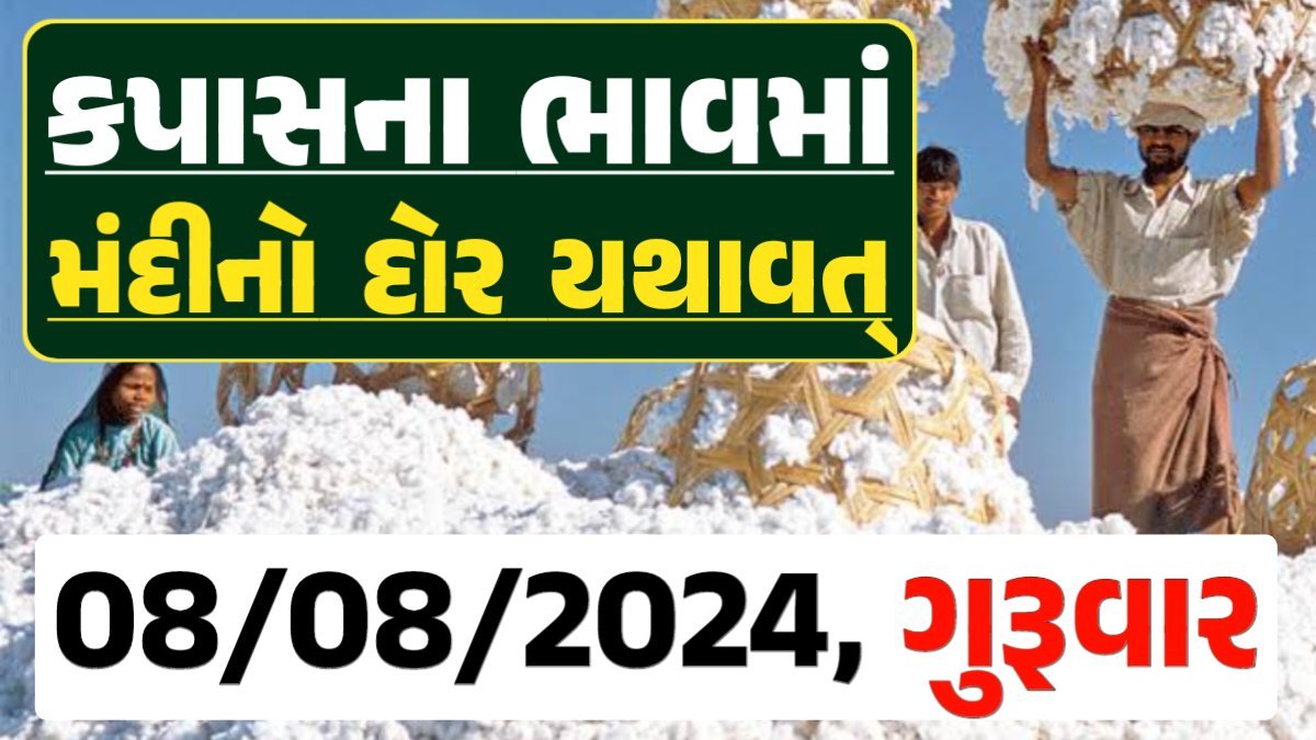 Cotton Price 08-08-2024 કપાસ બજાર ભાવ gkmarugujarat.com