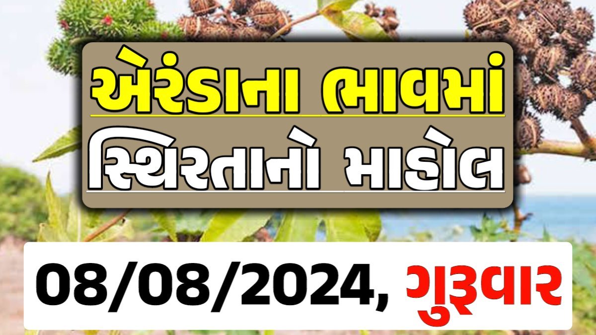 Eranda Price 08-08-2024 આજના એરંડા ના બજાર ભાવ gkmarugujarat.com