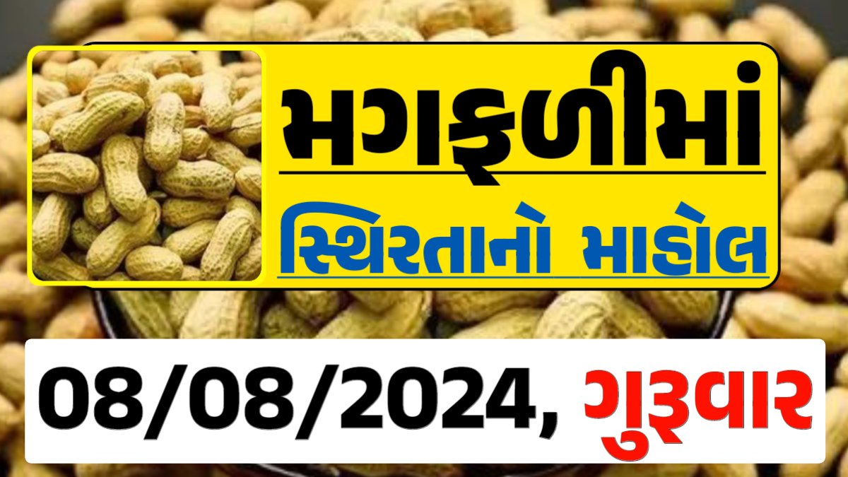 Magfali Price 08-08-2024 જાડી અને જીણી મગફળી ના ભાવ Gkmarugujarat.com