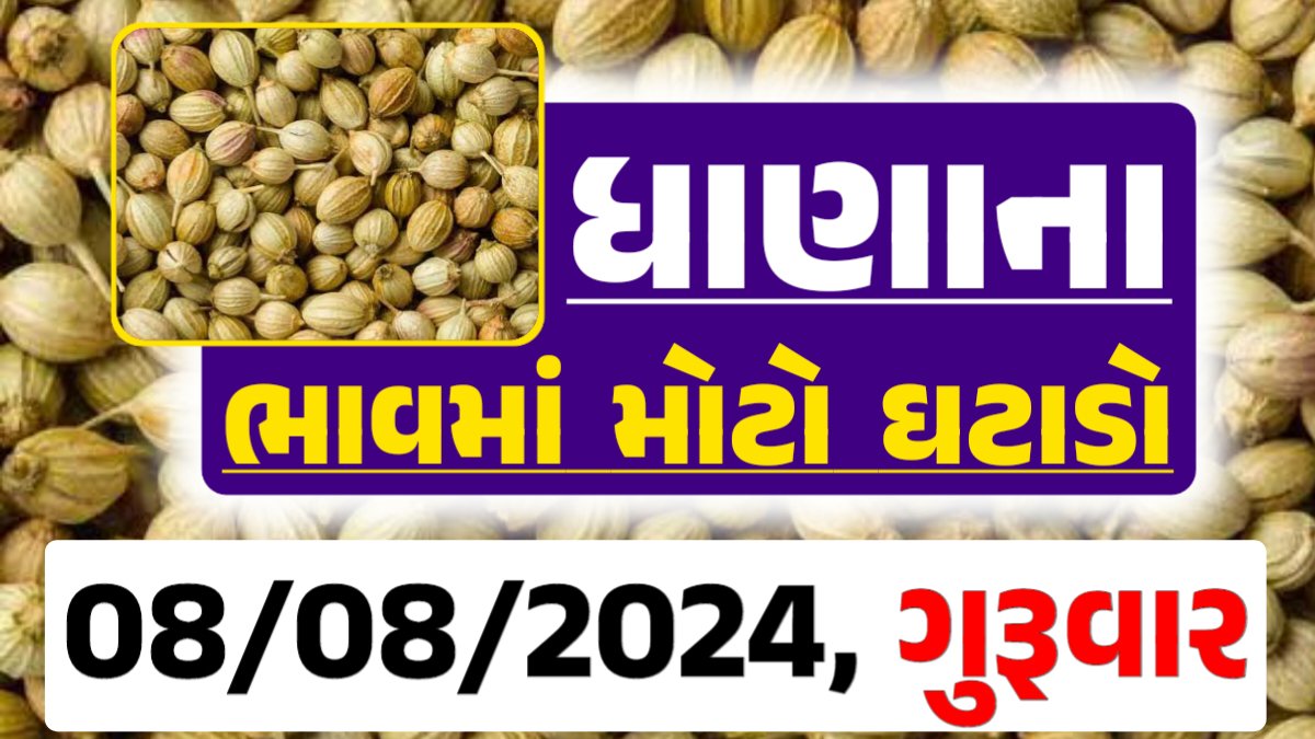 Dhana Price 08-08-2024 આજના ધાણા ના બજાર ભાવ gkmarugujarat.com