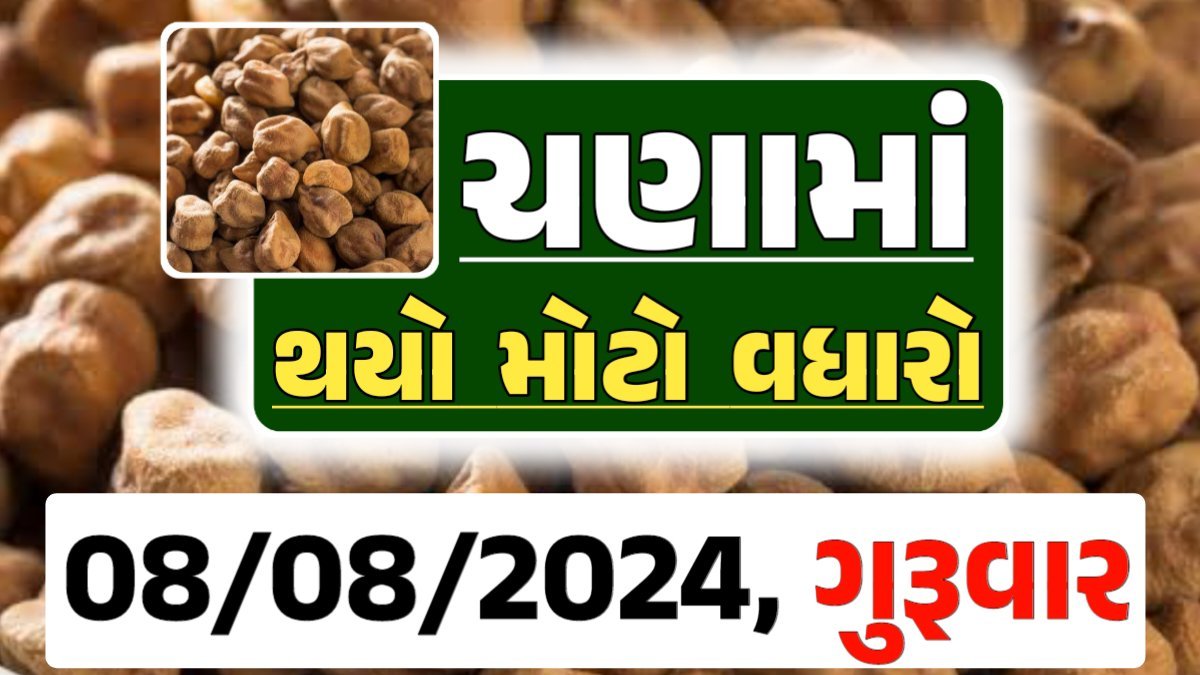 Chana Price 08-08-2024 આજના ચણા ના બજાર ભાવ gkmarugujarat.com