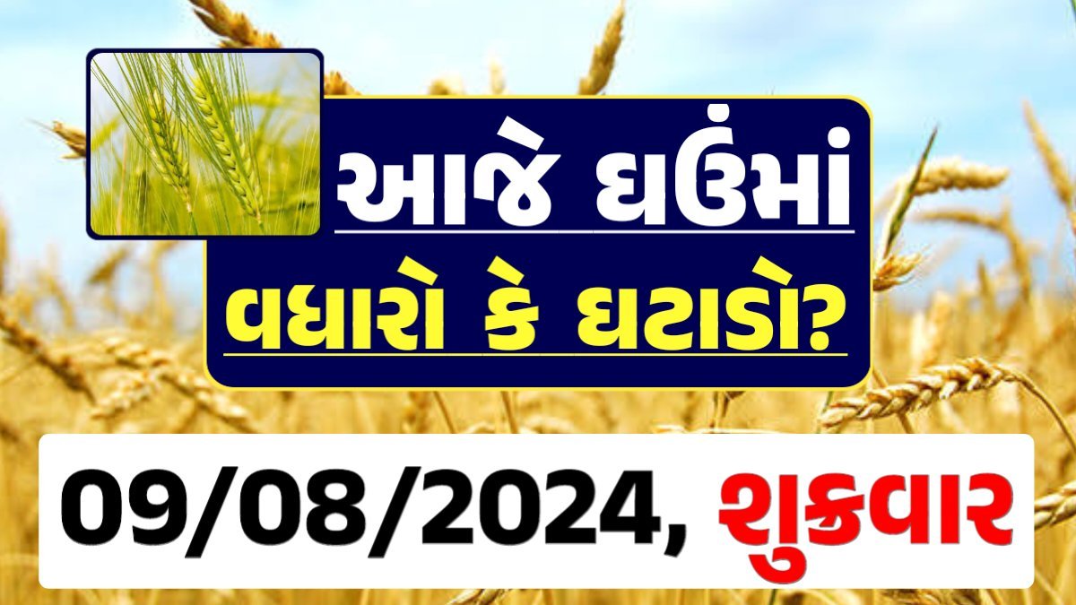 Ghau Price 09-08-2024 આજના લોકવન અને ટુકડા ઘઉં ના બજાર ભાવ gkmarugujarat.com