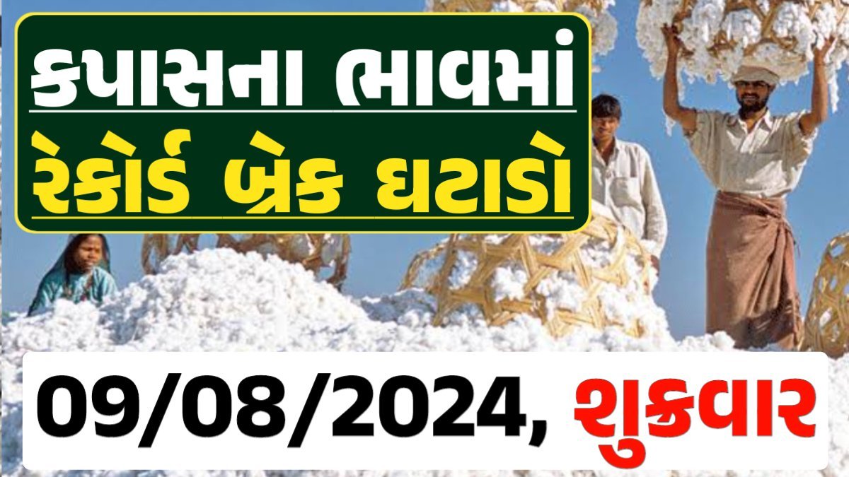 Cotton Price 09-08-2024 કપાસ બજાર ભાવ gkmarugujarat.com