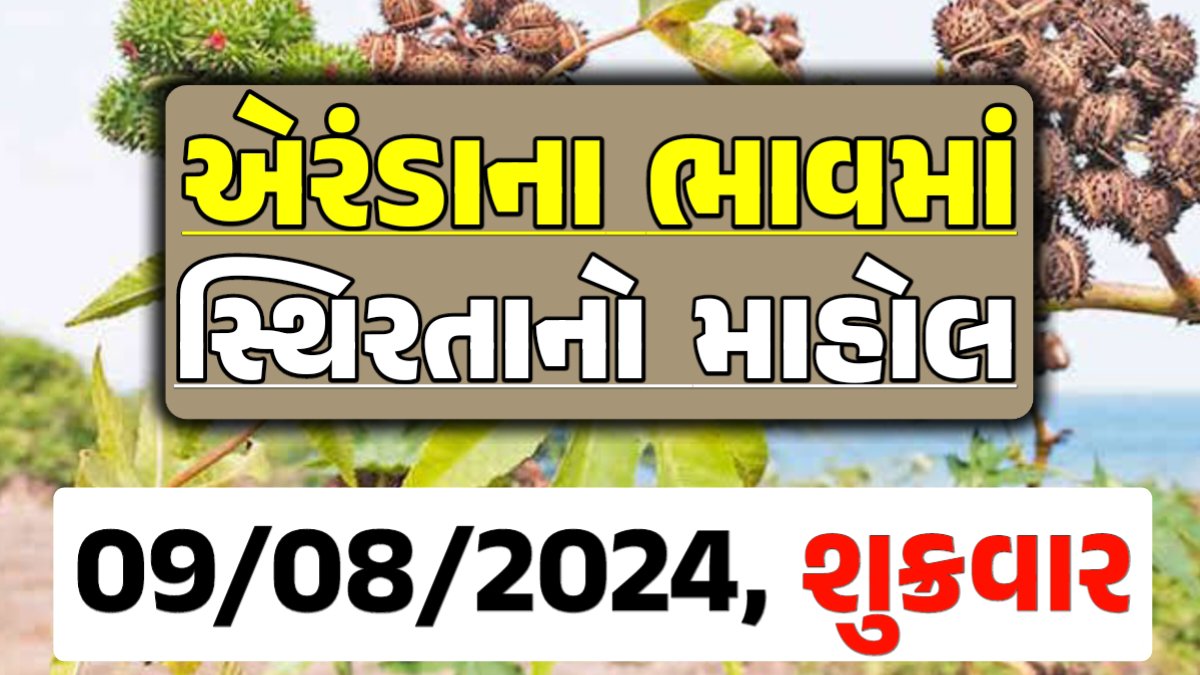 Eranda Price 09-08-2024 આજના એરંડા ના બજાર ભાવ gkmarugujarat.com