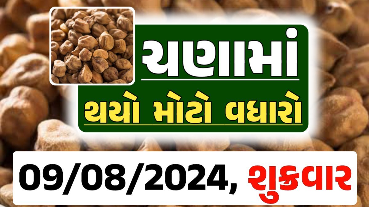 Chana Price 09-08-2024 આજના ચણા ના બજાર ભાવ gkmarugujarat.com