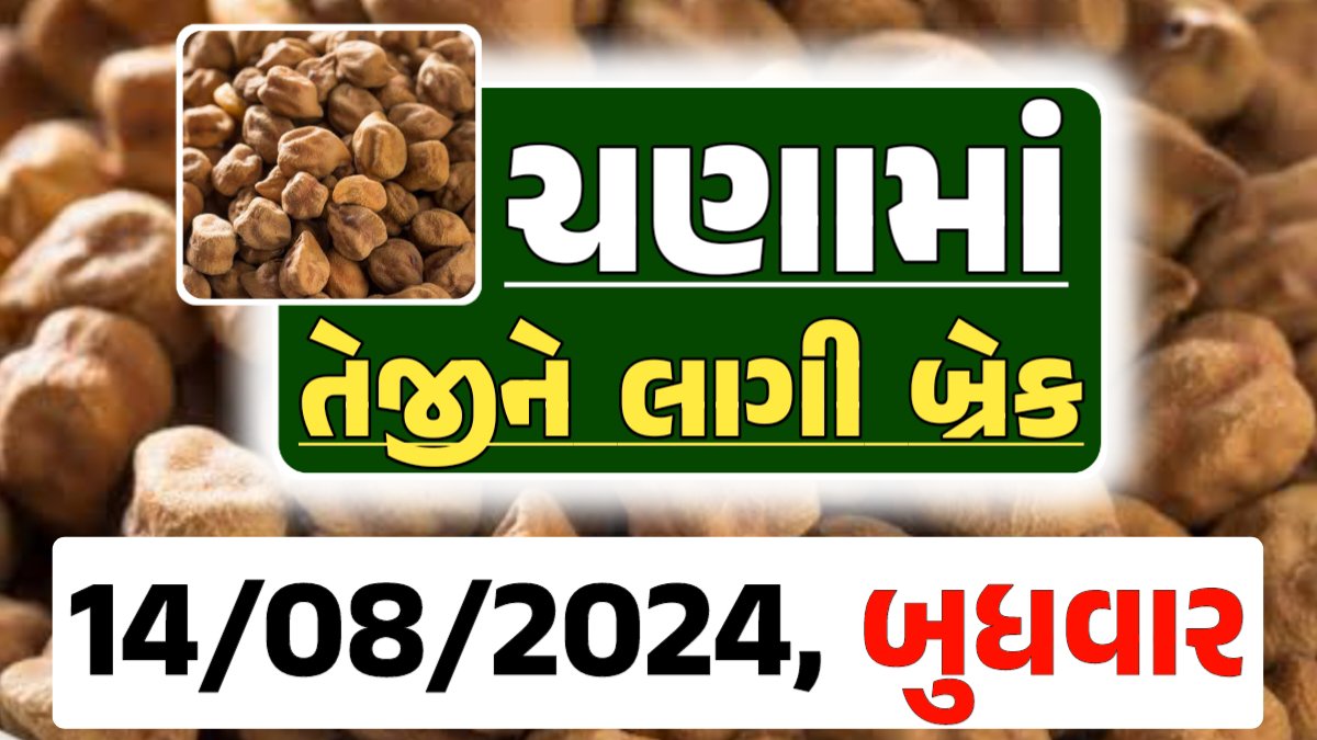 Chana Price 14-08-2024 આજના ચણા ના બજાર ભાવ gkmarugujarat.com