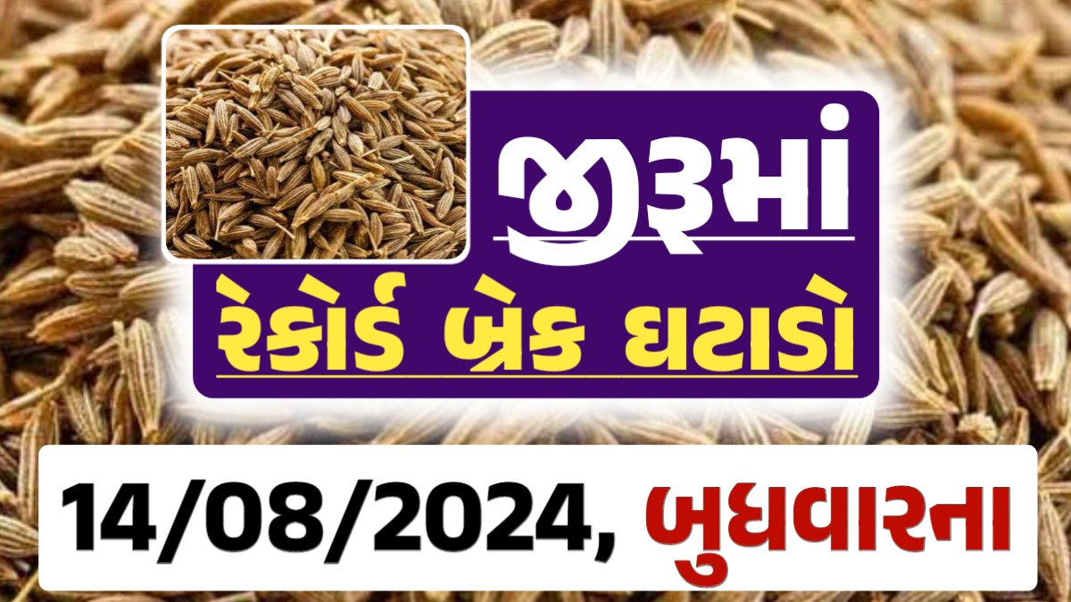 jiru Price 14-08-2024 આજના જીરૂ ના બજાર ભાવ gkmarugujarat.com