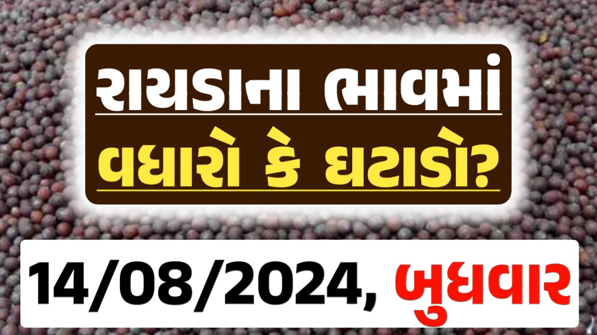 Rayda Price 14-08-2024 આજના રાયડા ના બજાર ભાવ gkmarugujarat.com