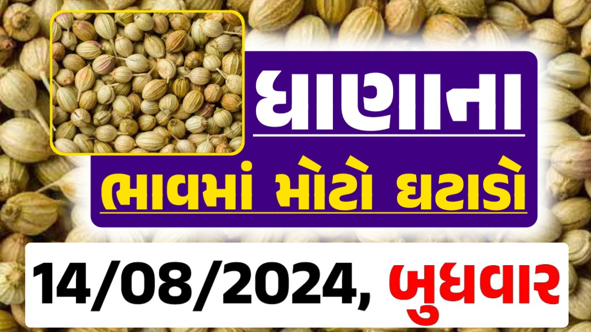 Dhana Price 14-08-2024 આજના ધાણા ના બજાર ભાવ gkmarugujarat.com