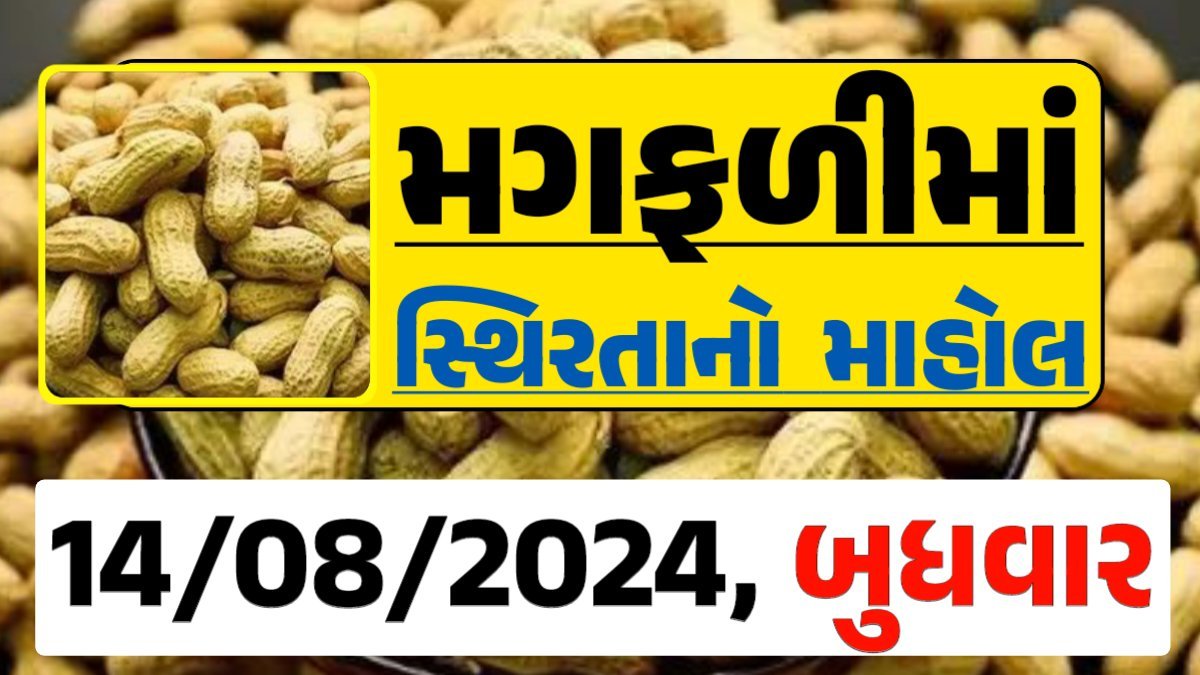 Magfali Price 14-08-2024 જાડી અને જીણી મગફળી ના ભાવ Gkmarugujarat.com