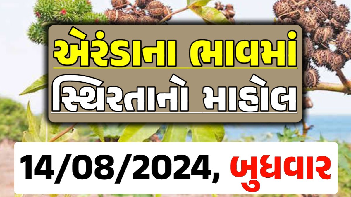 Eranda Price 14-08-2024 આજના એરંડા ના બજાર ભાવ gkmarugujarat.com
