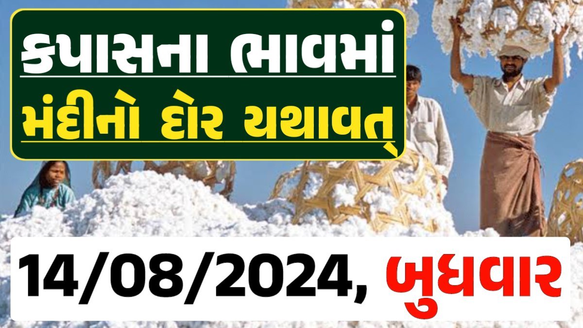 Cotton Price 14-08-2024 કપાસ બજાર ભાવ gkmarugujarat.com