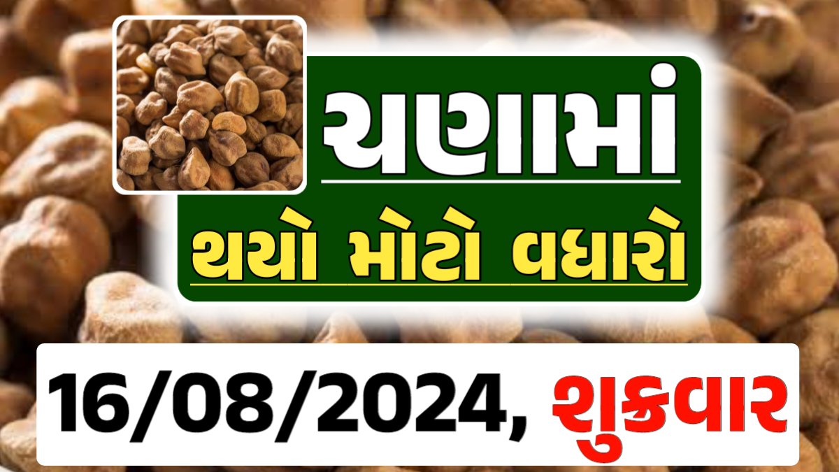 Chana Price 16-08-2024 આજના ચણા ના બજાર ભાવ gkmarugujarat.com