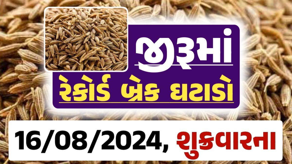 jiru Price 16-08-2024 આજના જીરૂ ના બજાર ભાવ gkmarugujarat.com