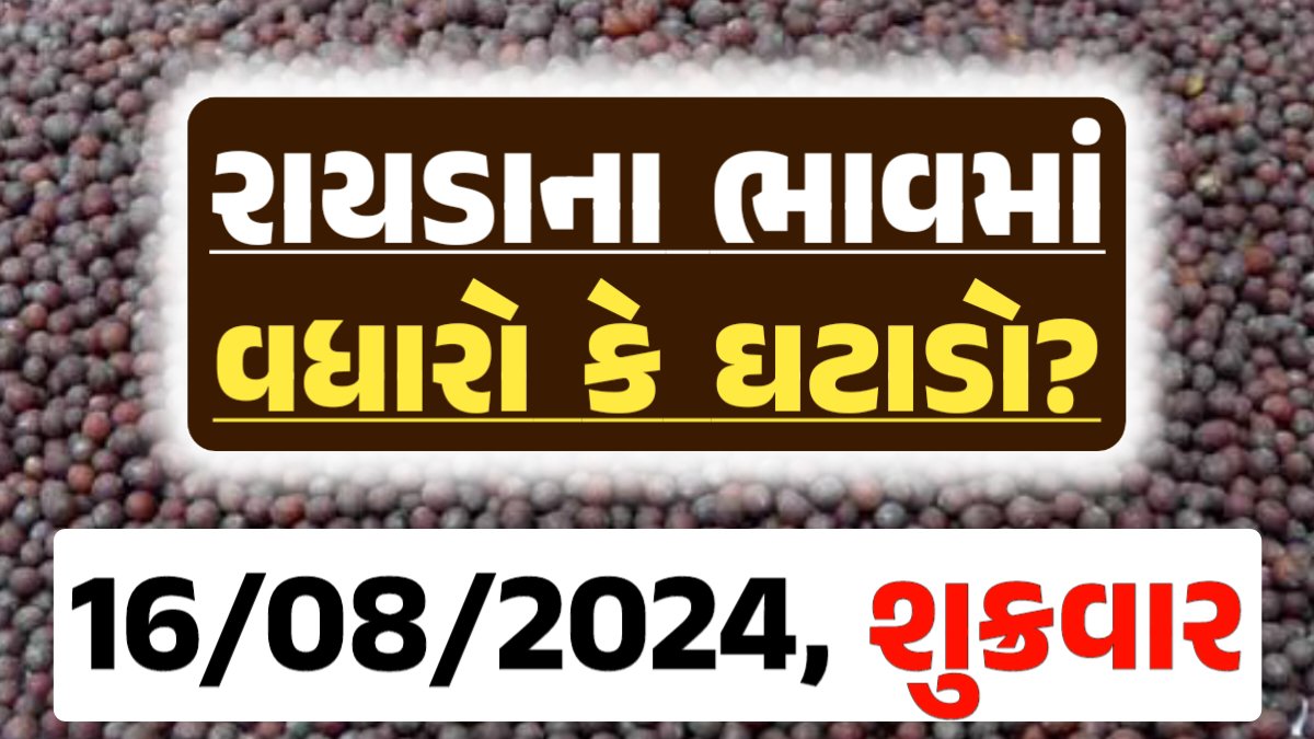 Rayda Price 16-08-2024 આજના રાયડા ના બજાર ભાવ gkmarugujarat.com