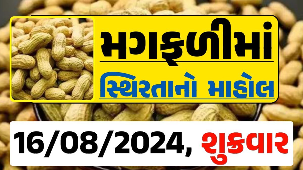 Magfali Price 16-08-2024 જાડી અને જીણી મગફળી ના ભાવ Gkmarugujarat.com