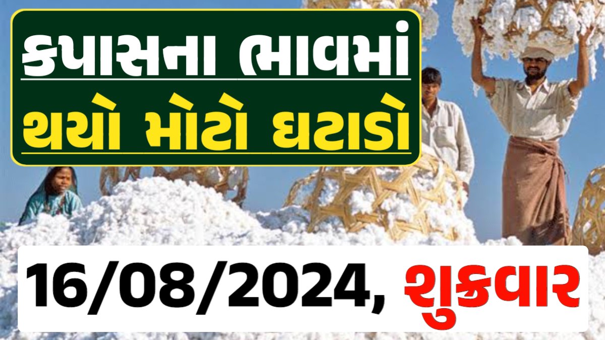 Cotton Price 16-08-2024 કપાસ બજાર ભાવ gkmarugujarat.com