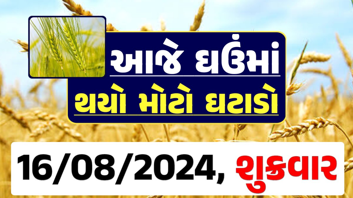 Ghau Price 15-08-2024 આજના લોકવન અને ટુકડા ઘઉં ના બજાર ભાવ gkmarugujarat.com