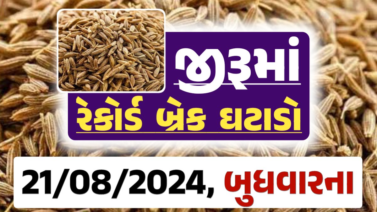 jiru Price 21-08-2024 આજના જીરૂ ના બજાર ભાવ gkmarugujarat.com
