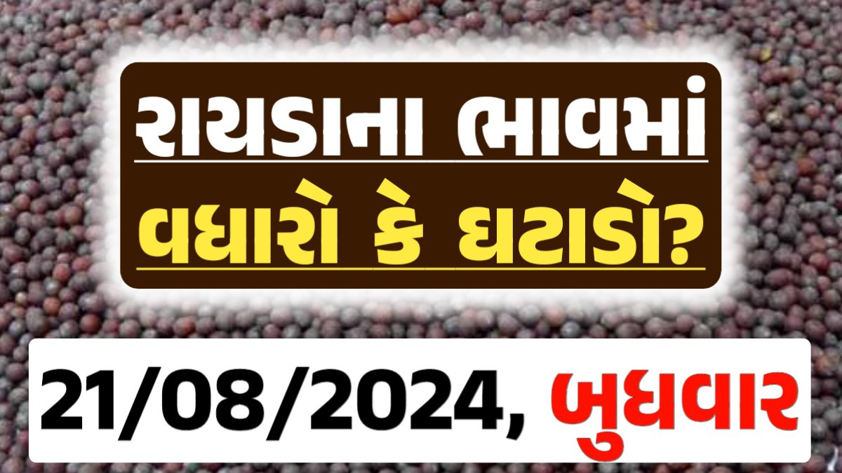 Rayda Price 21-08-2024 આજના રાયડા ના બજાર ભાવ gkmarugujarat.com