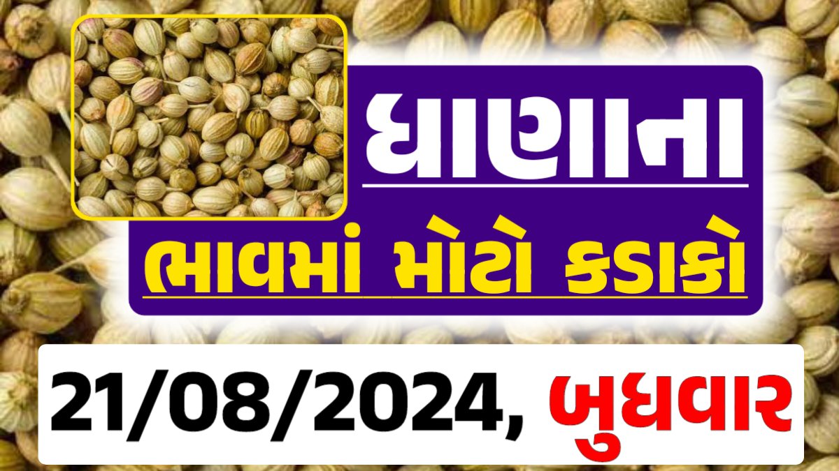 Dhana Price 21-08-2024 આજના ધાણા ના બજાર ભાવ gkmarugujarat.com