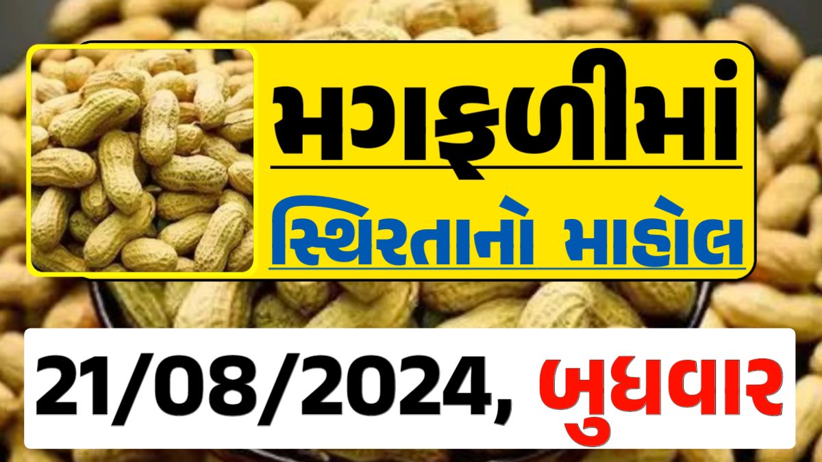 Magfali Price 21-08-2024 જાડી અને જીણી મગફળી ના ભાવ Gkmarugujarat.com