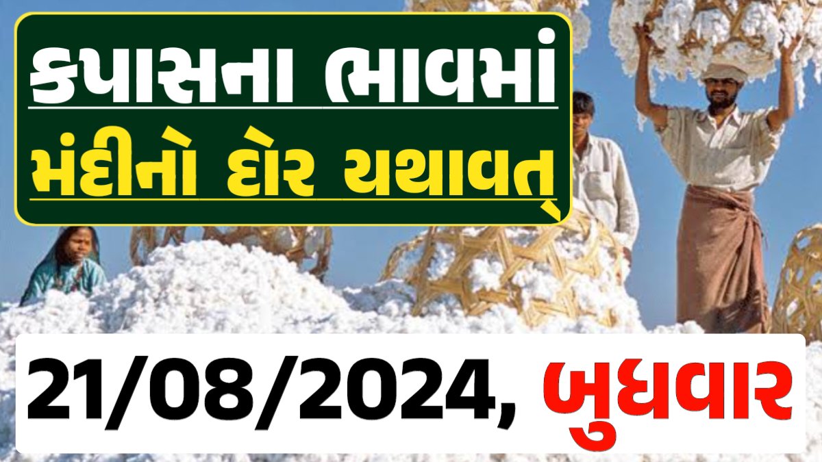 Cotton Price 21-08-2024 કપાસ બજાર ભાવ gkmarugujarat.com
