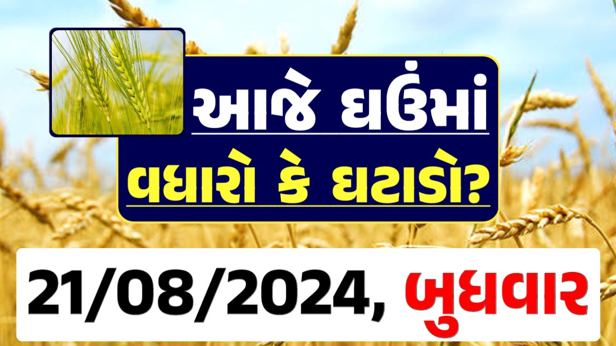 Ghau Price 21-08-2024 આજના લોકવન અને ટુકડા ઘઉં ના બજાર ભાવ gkmarugujarat.com