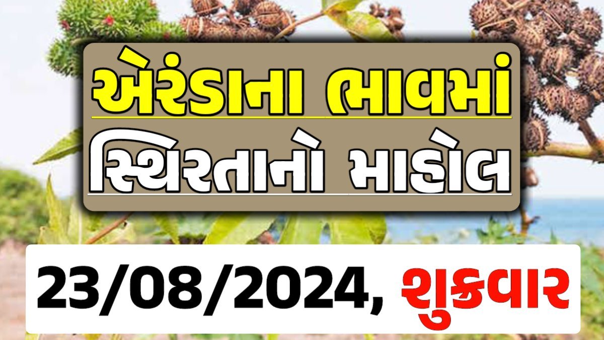 Eranda Price 23-08-2024 આજના એરંડા ના બજાર ભાવ gkmarugujarat.com