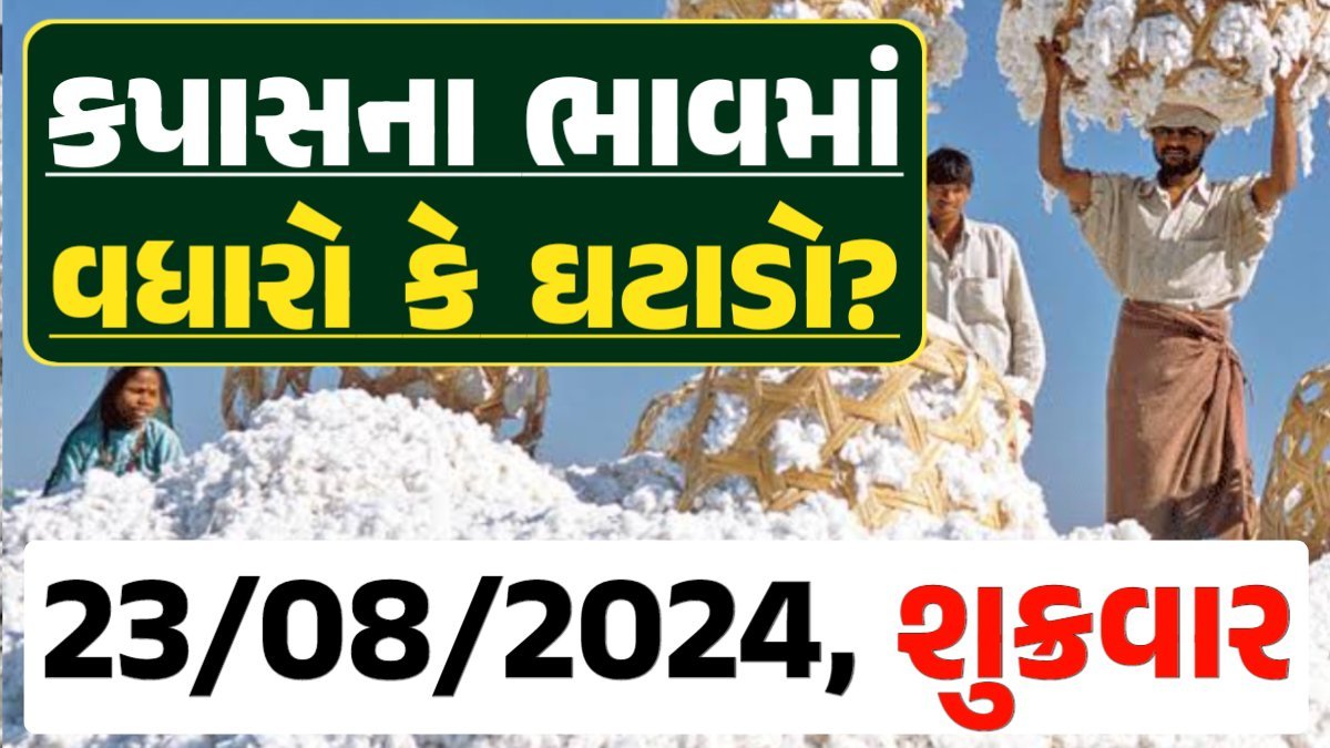 Cotton Price 23-08-2024 કપાસ બજાર ભાવ gkmarugujarat.com