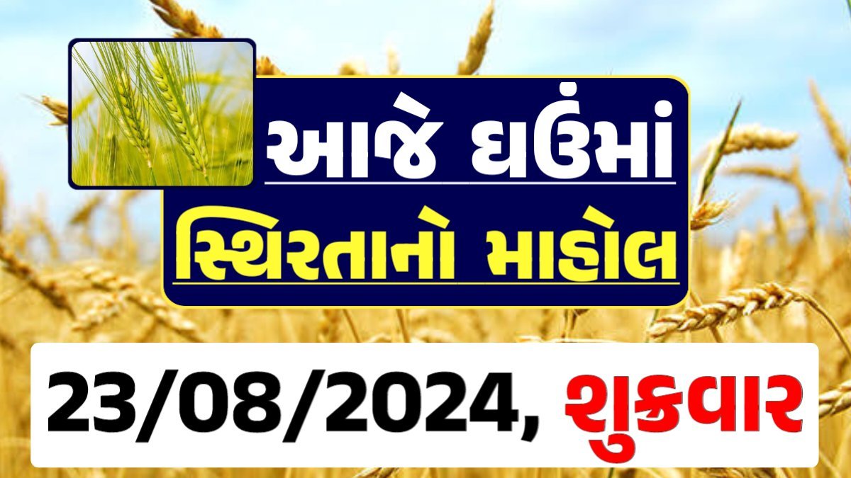 Ghau Price 23-08-2024 આજના લોકવન અને ટુકડા ઘઉં ના બજાર ભાવ gkmarugujarat.com