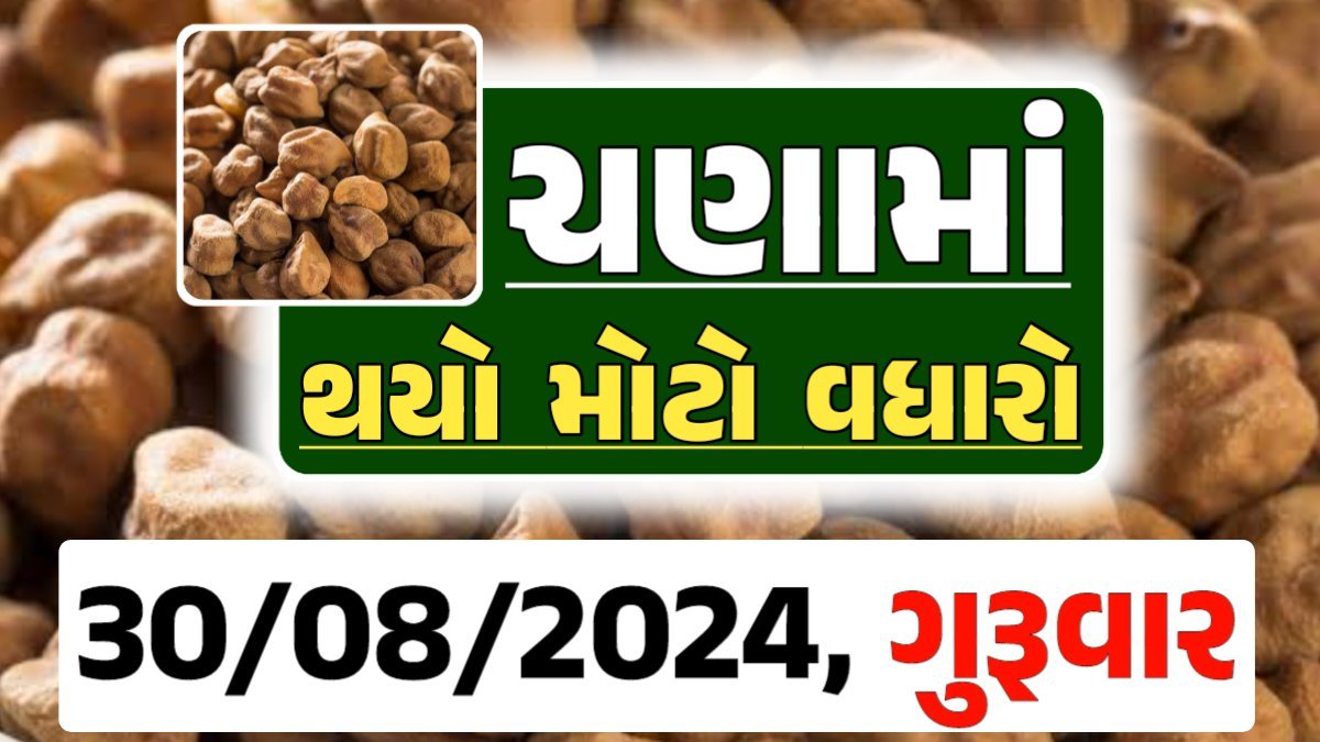 Chana Price 30-08-2024 આજના ચણા ના બજાર ભાવ gkmarugujarat.com