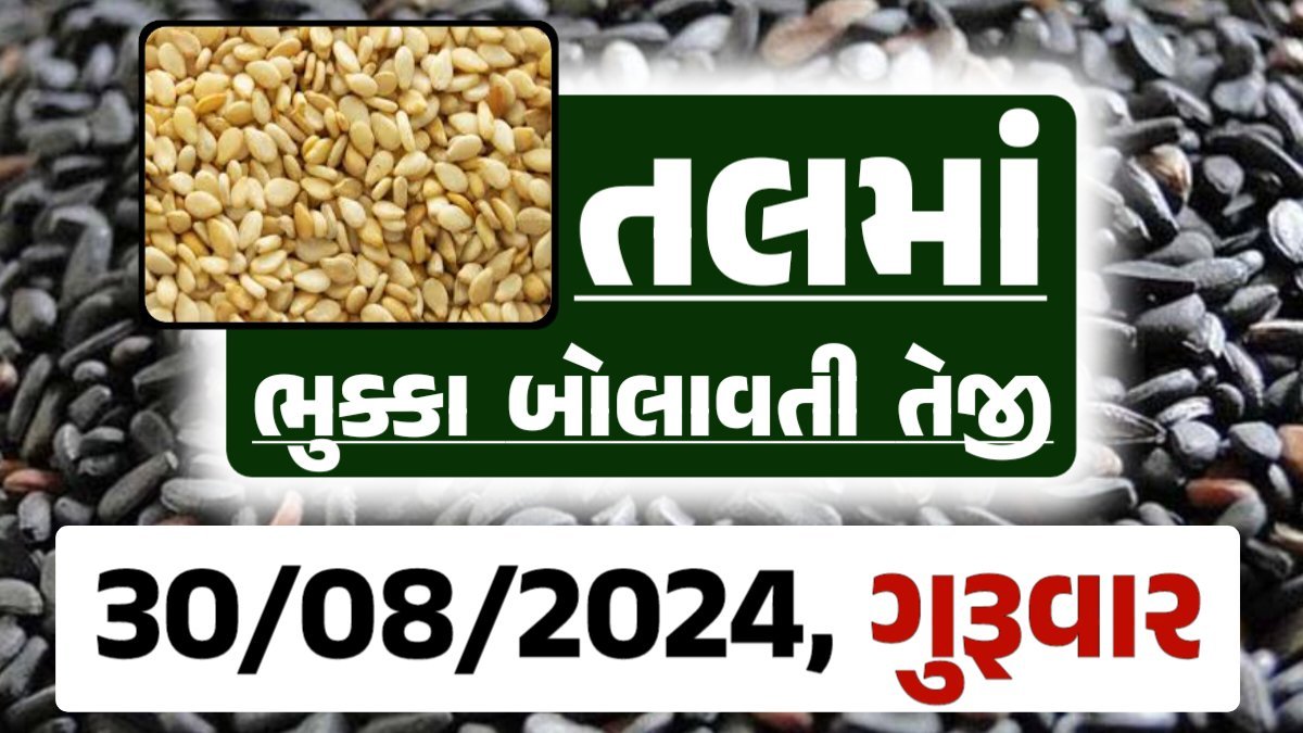 Tal price 30-08-2024 આજના સફેદ અને કાળા તલ ના બજાર ભાવ Gkmarugujarat.com