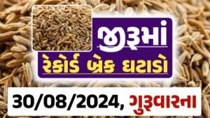 jiru Price 30-08-2024 આજના જીરૂ ના બજાર ભાવ gkmarugujarat.com