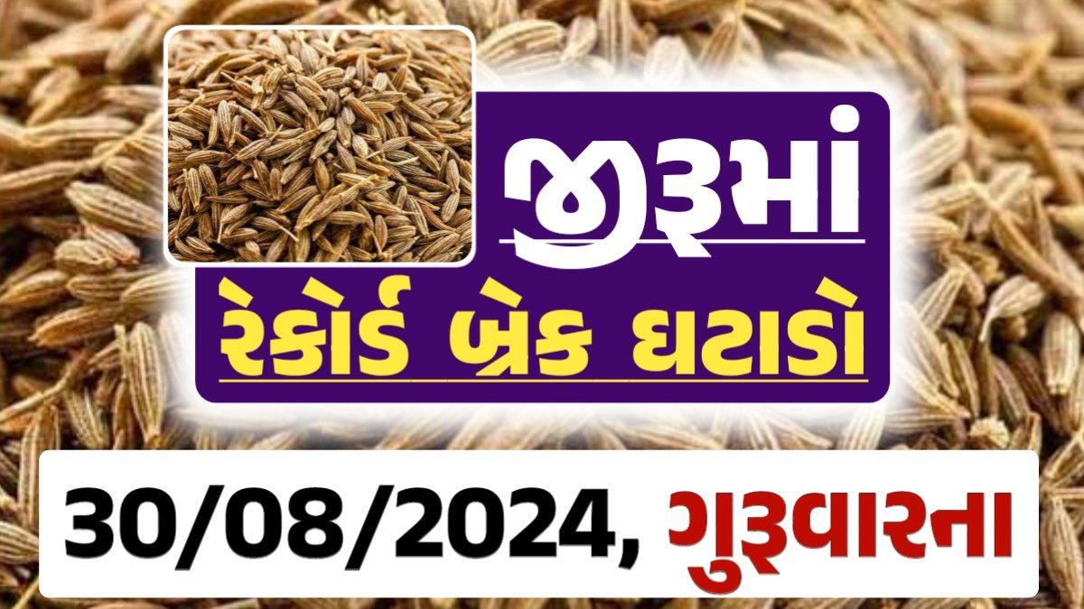 jiru Price 30-08-2024 આજના જીરૂ ના બજાર ભાવ gkmarugujarat.com