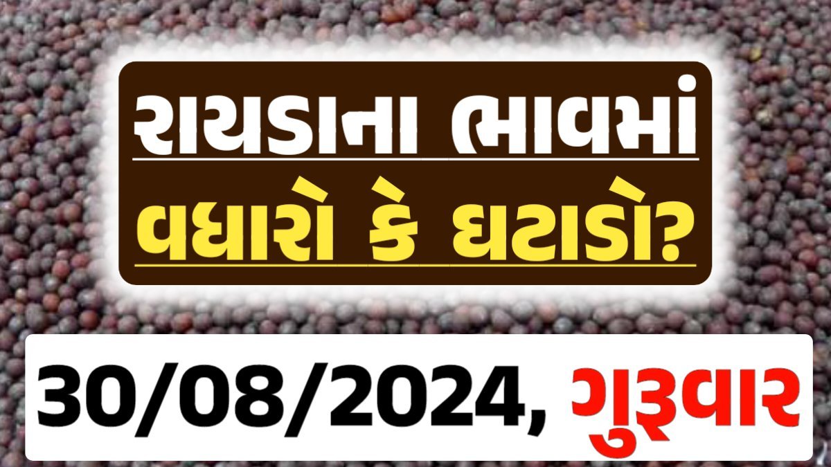 Rayda Price 30-08-2024 આજના રાયડા ના બજાર ભાવ gkmarugujarat.com