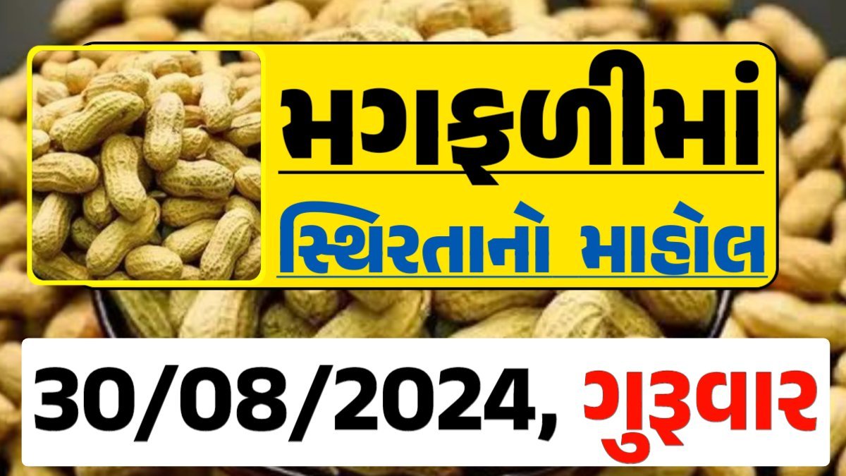 Magfali Price 30-08-2024 જાડી અને જીણી મગફળી ના ભાવ Gkmarugujarat.com