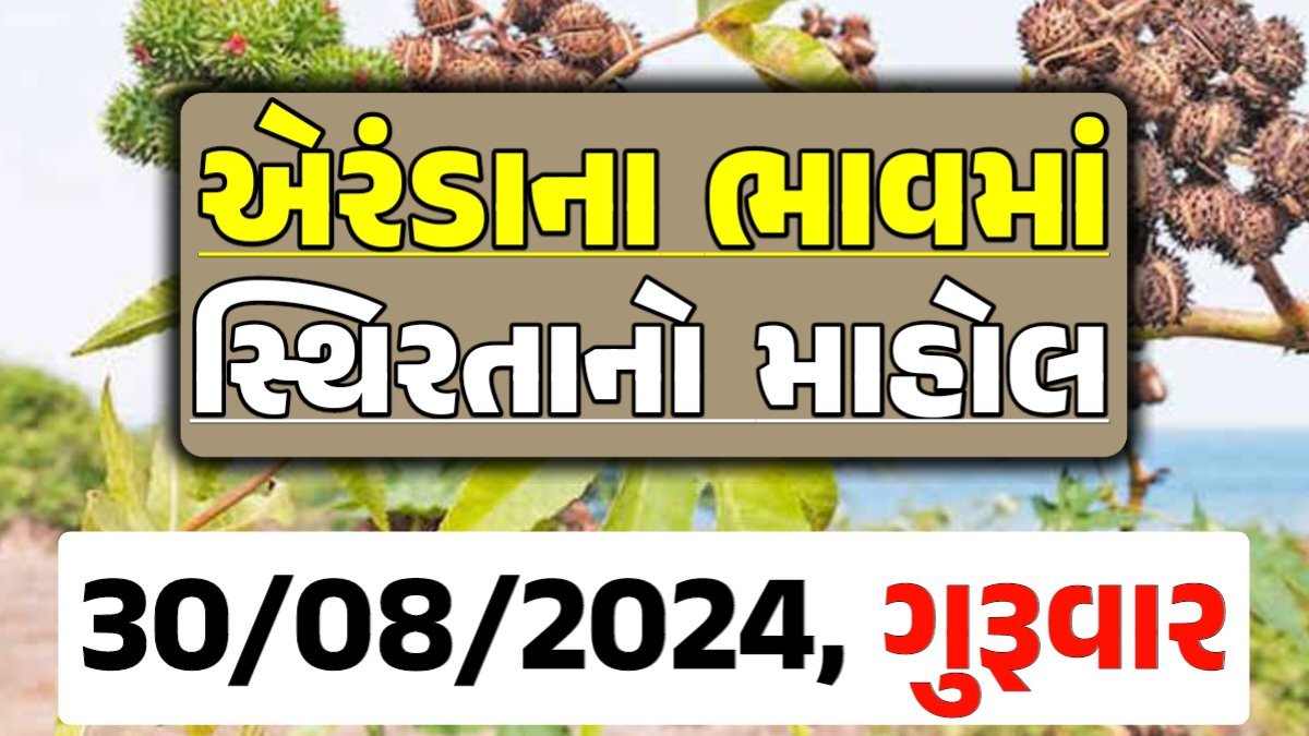 Eranda Price 30-08-2024 આજના એરંડા ના બજાર ભાવ gkmarugujarat.com