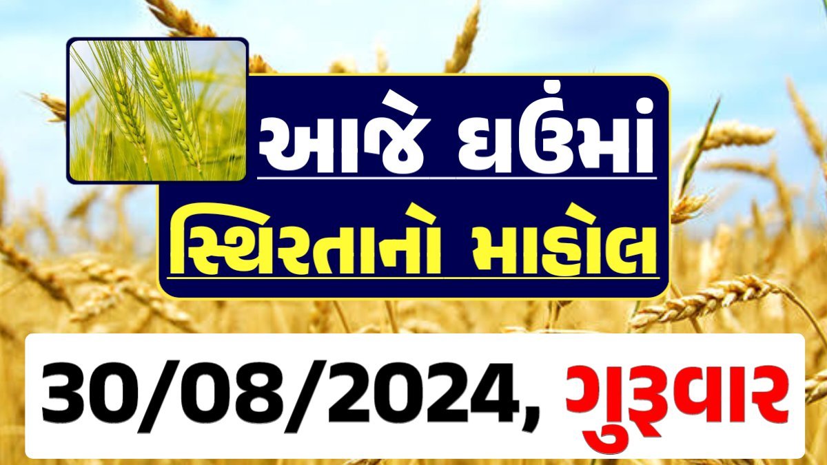 Ghau Price 30-08-2024 આજના લોકવન અને ટુકડા ઘઉં ના બજાર ભાવ gkmarugujarat.com