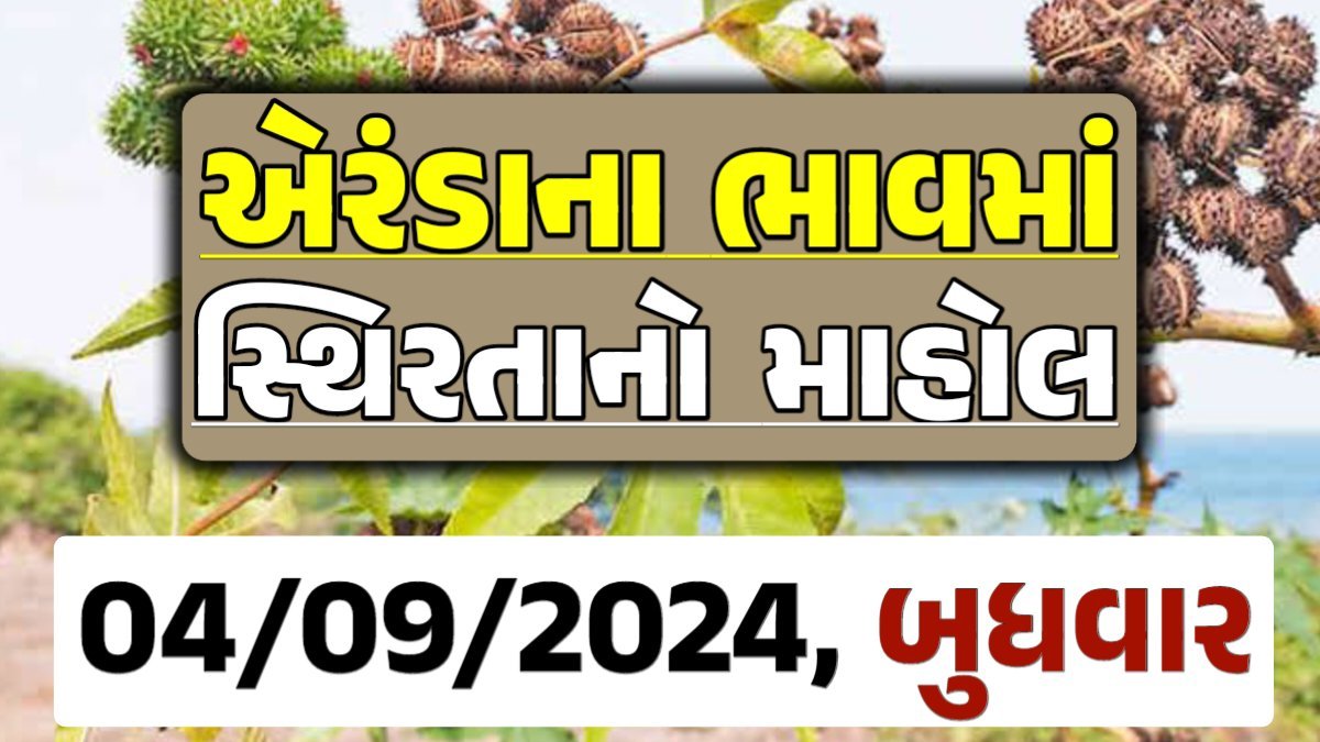 Eranda Price 04-09-2024 આજના એરંડા ના બજાર ભાવ gkmarugujarat.com