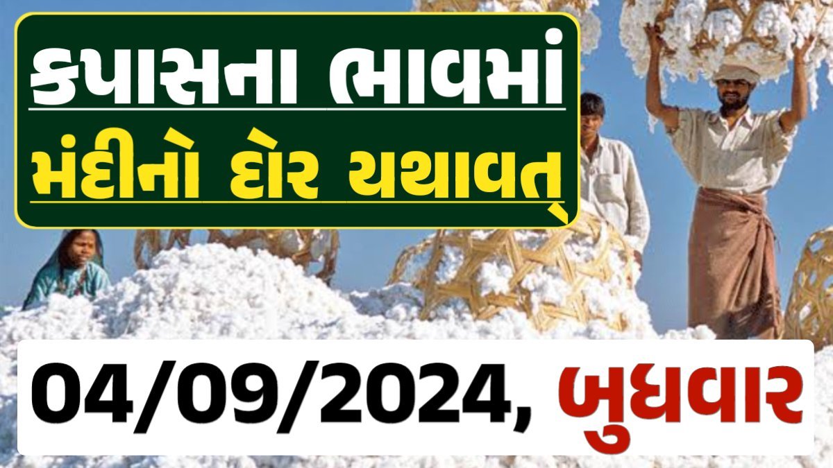 Cotton Price 04-09-2024 કપાસ બજાર ભાવ gkmarugujarat.com