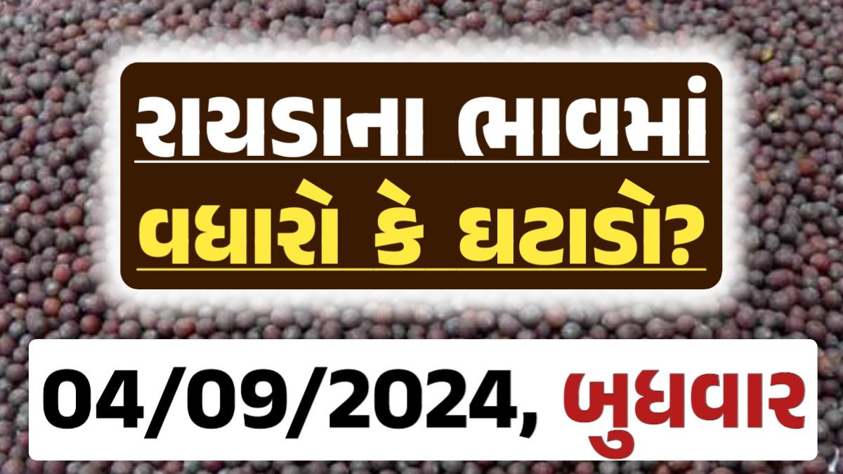 Rayda Price 04-09-2024 આજના રાયડા ના બજાર ભાવ gkmarugujarat.com