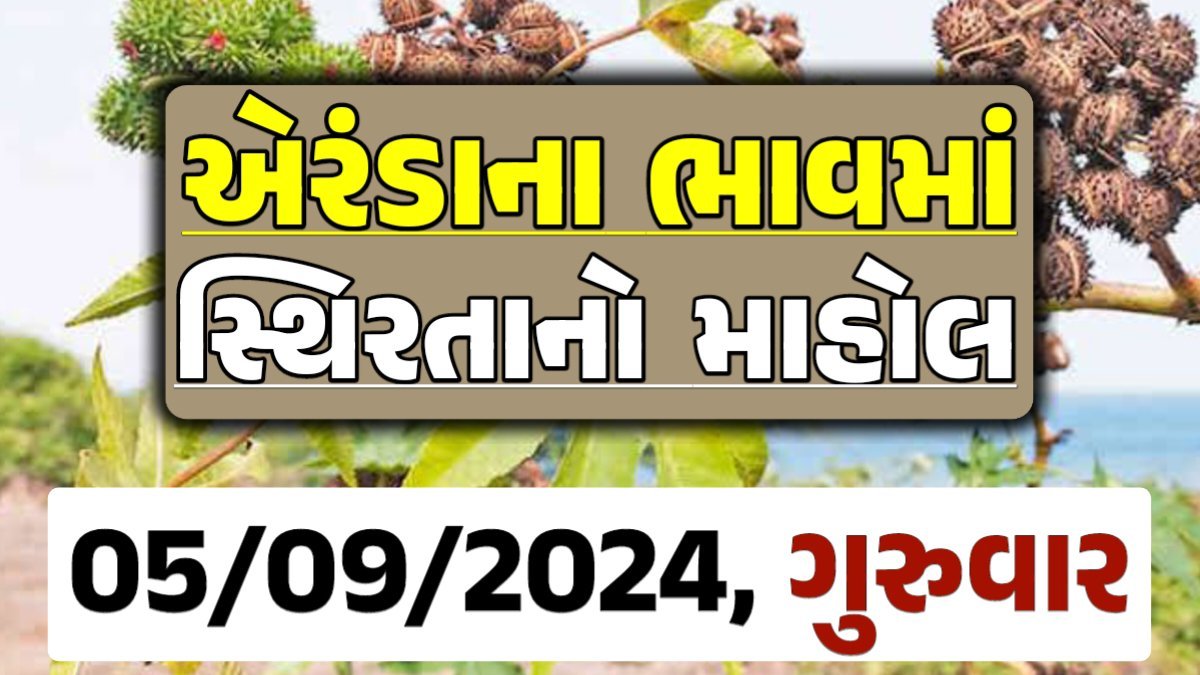 Eranda Price 05-09-2024 આજના એરંડા ના બજાર ભાવ gkmarugujarat.com