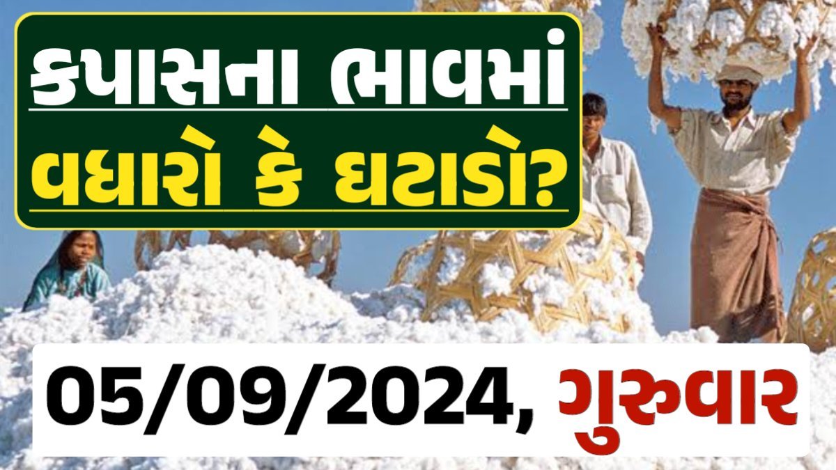 Cotton Price 05-09-2024 કપાસ બજાર ભાવ gkmarugujarat.com