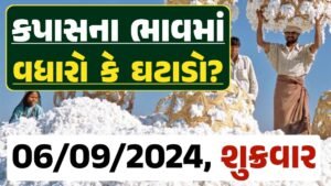 Cotton Price 06-09-2024 કપાસ બજાર ભાવ gkmarugujarat.com