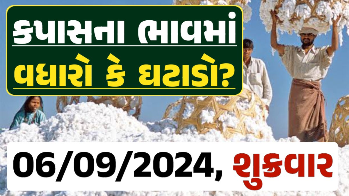 Cotton Price 06-09-2024 કપાસ બજાર ભાવ gkmarugujarat.com