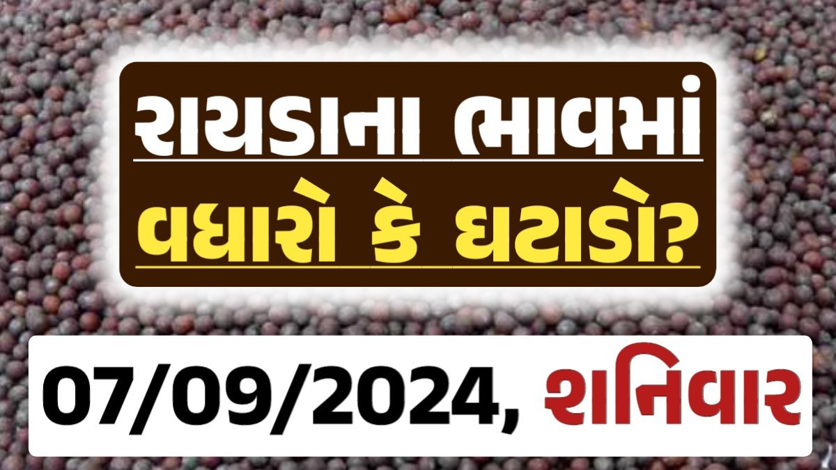 Rayda Price 07-09-2024 આજના રાયડા ના બજાર ભાવ gkmarugujarat.com