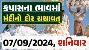 Cotton Price 07-09-2024 કપાસ બજાર ભાવ gkmarugujarat.com