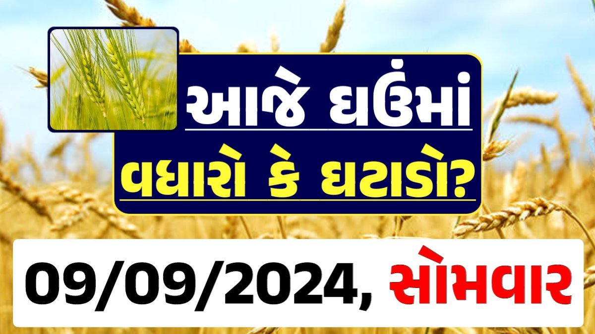 Ghau Price 09-09-2024 આજના લોકવન અને ટુકડા ઘઉં ના બજાર ભાવ gkmarugujarat.com