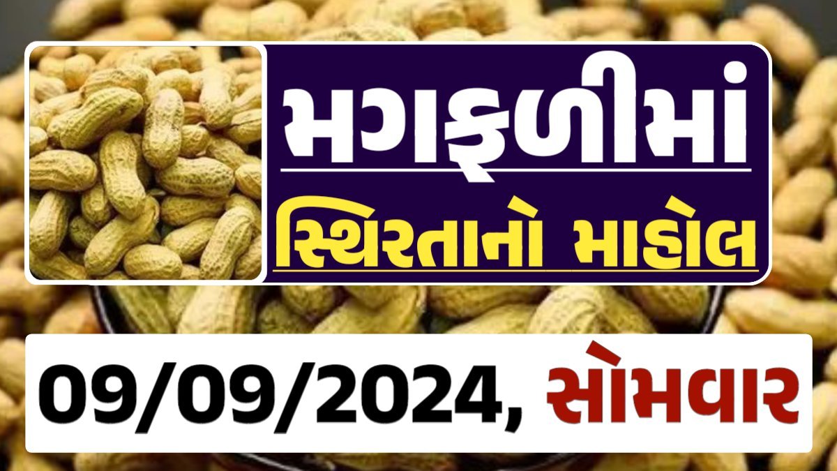 Magfali Price 09-09-2024 જાડી અને જીણી મગફળી ના ભાવ Gkmarugujarat.com